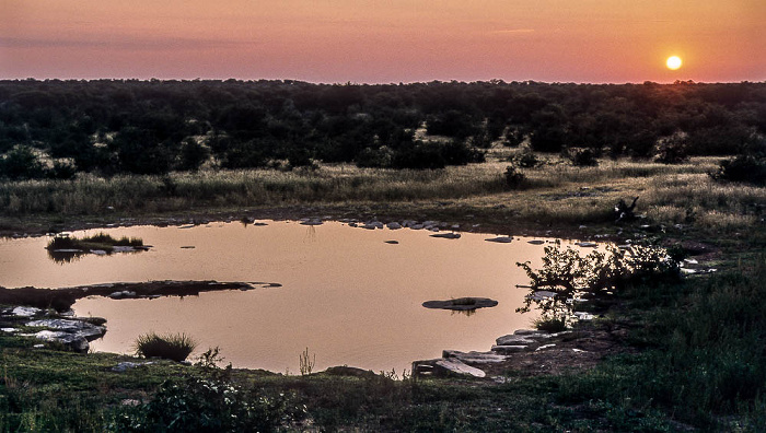 Moringa-Wasserloch Etosha-Nationalpark