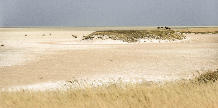 Gemsböcke (Spießböcke, Oryx-Antilopen) Etosha-Nationalpark