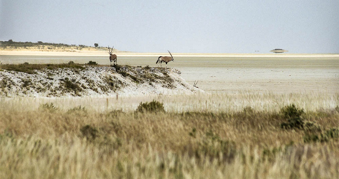 Etosha-Nationalpark Gemsböcke (Spießböcke, Oryx-Antilopen) am Rand der Etoshapfanne Etosha Ausblick