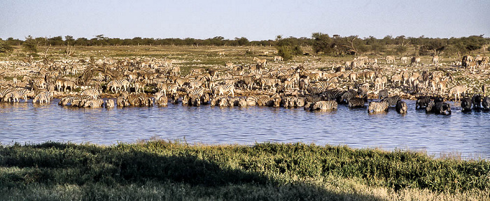 Etosha-Nationalpark Okaukuejo-Wasserloch: Zebras