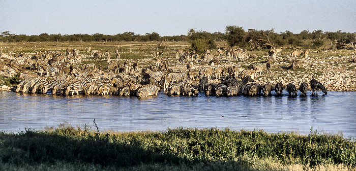Okaukuejo-Wasserloch: Zebras Etosha-Nationalpark
