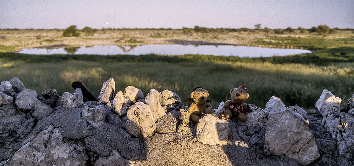 Etosha-Nationalpark Okaukuejo-Wasserloch: Teddy und Teddine