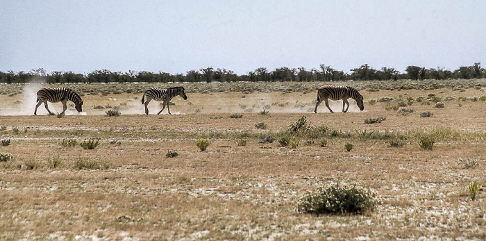 Etosha-Nationalpark Zebras