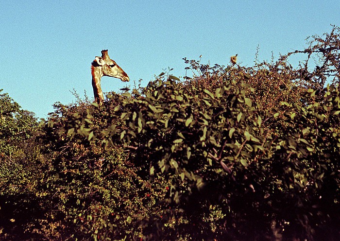 Hobatere Camping Giraffe