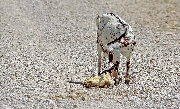 Kunene-Ufer: Ziegenmutter mit Neugeborenem Epupa