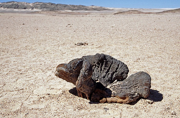 Welwitschia Plains (Welwitschia-Drive): Verbrannte Welwitschie (Welwitschia mirabilis) Namib