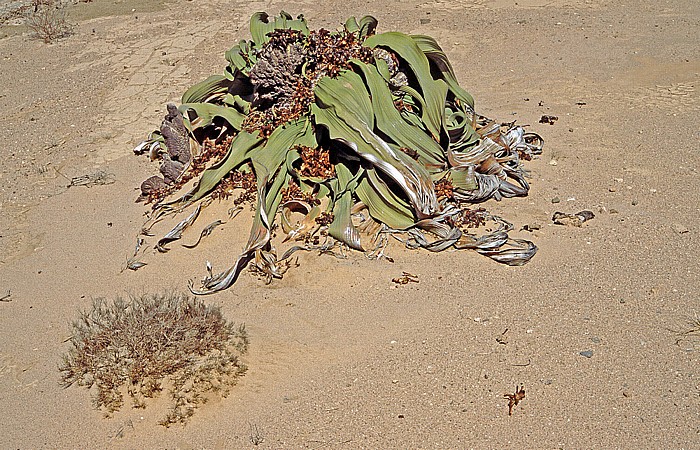 Welwitschia Plains (Welwitschia-Drive): Welwitschie (Welwitschia mirabilis) Namib