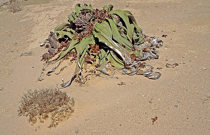 Namib Welwitschia Plains (Welwitschia-Drive): Welwitschie (Welwitschia mirabilis)