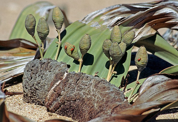 Welwitschia Plains (Welwitschia-Drive): Welwitschie (Welwitschia mirabilis, weiblich, mit zapfenförmigen Blütenständen) Namib