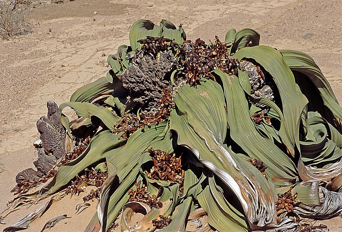 Welwitschia Plains (Welwitschia-Drive): Welwitschie (Welwitschia mirabilis, weiblich, mit zapfenförmigen Blütenständen) Namib