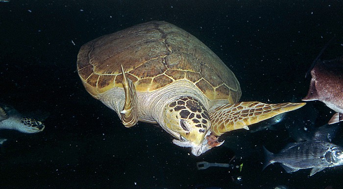 Swakopmund National Marine Aquarium