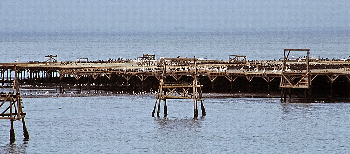 Vogelkolonie im Atlantik Namib