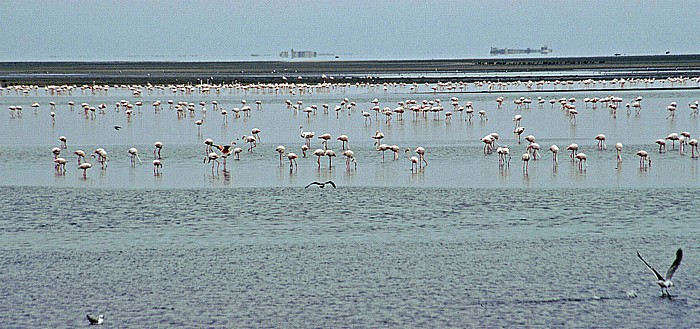 Lagune mit Flamingos Walvis Bay
