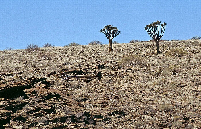 Köcherbäume Namib