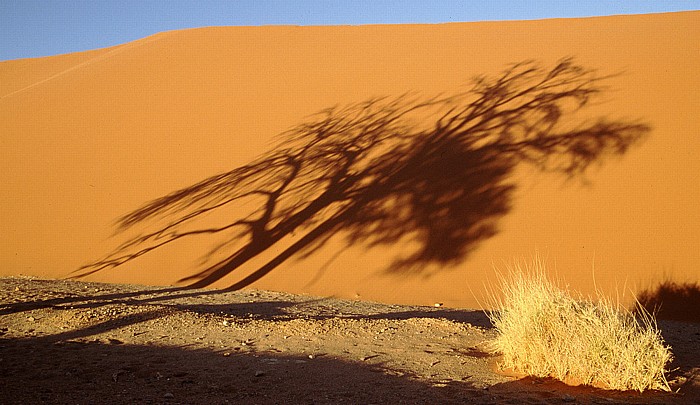 Düne 45: Schatten eines Baumes Namib-Naukluft-Nationalpark