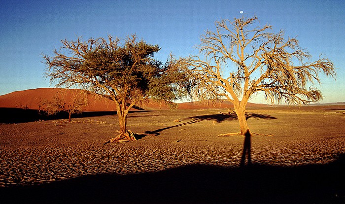 Düne 45 Namib-Naukluft-Nationalpark