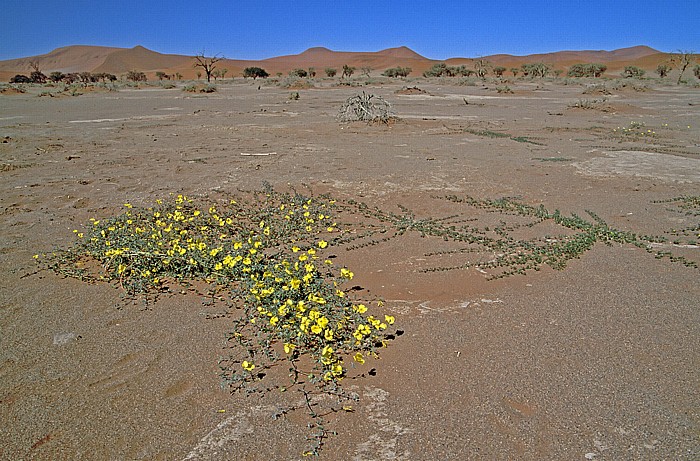 Sossusvlei Namib-Naukluft-Nationalpark