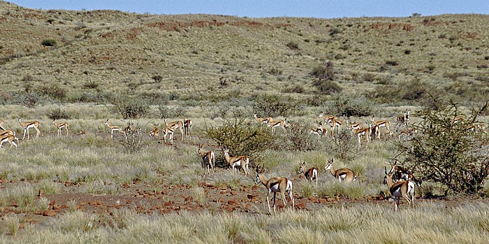 Erholungsgebiet Hardap Wildpark: Impalas