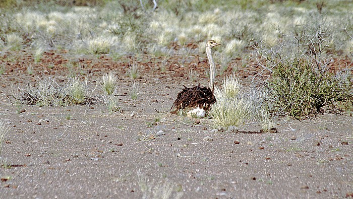 Erholungsgebiet Hardap Wildpark: Afrikanischer Strauss