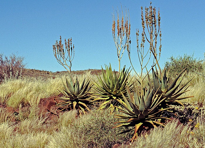 Erholungsgebiet Hardap Wildpark