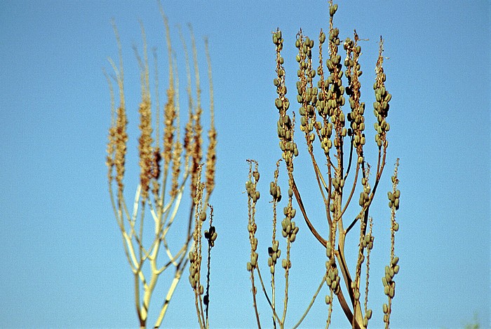 Erholungsgebiet Hardap Wildpark