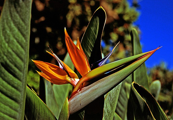 Monaco Exotischer Garten