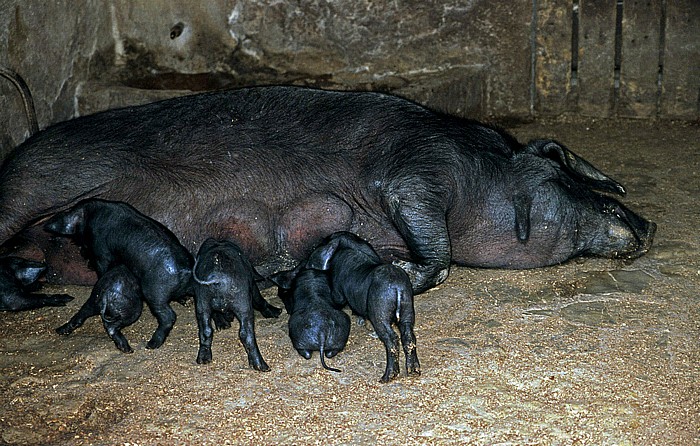 Els Calderers: Mutterschwein mit Jungen Sant Joan