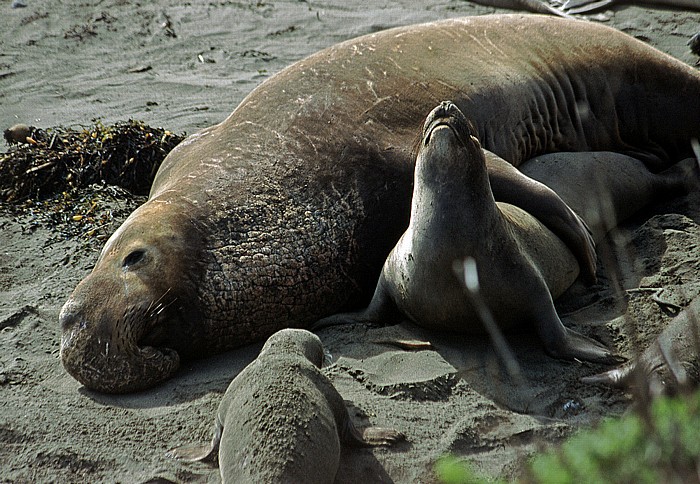 Kalifornische Küste Seeelefanten-Paar