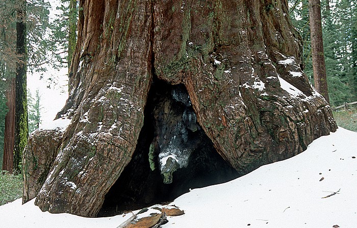 Kings Canyon National Park Grant Grove: Riesenmammutbaum