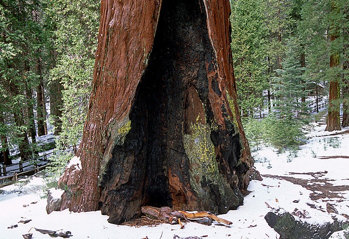 Grant Grove: Riesenmammutbaum Kings Canyon National Park