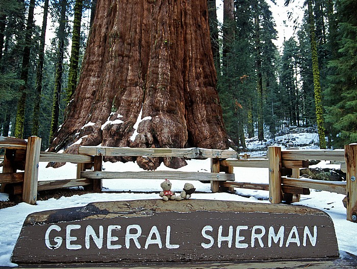Sequoia National Park General Sherman Tree im Giant Forrest: Teddine und Teddy Giant Forest