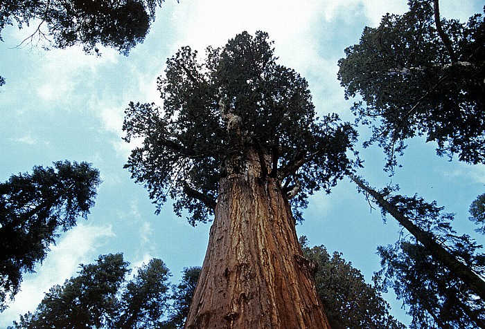 Sequoia National Park Giant Forest: General Sherman Tree