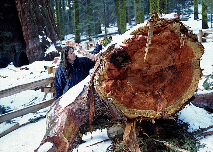 Sequoia National Park Giant Forest: Abgebrochener Ast (!) eines Riesenmammutbaumes
