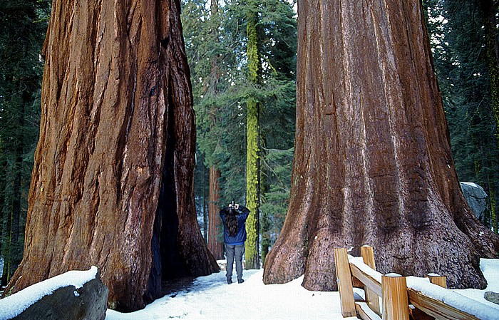 Giant Forest: Riesenmammutbäume Sequoia National Park