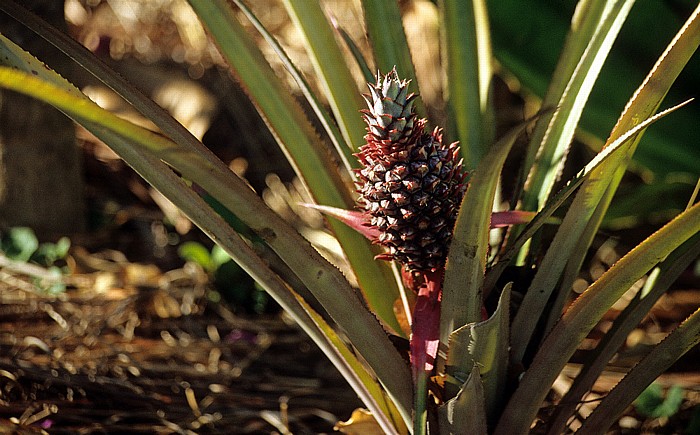 Livingstonia Bromeliengewächs (Ananas)