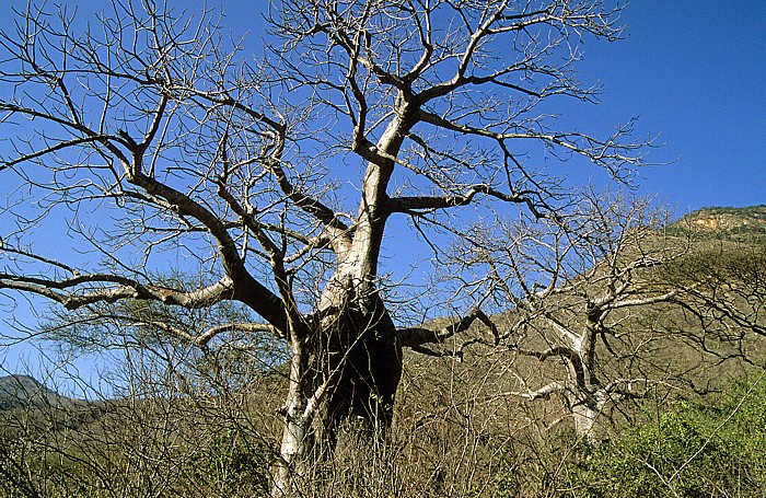 Zwischen Iringa und Mikumi: Affenbrotbaum Tansania