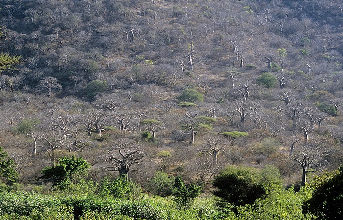 Zwischen Iringa und Mikumi: Affenbrotbäume Tansania