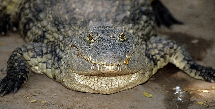 Schlangenfarm: Krokodil Mikumi