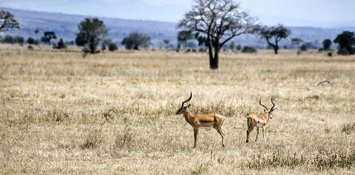 Mikumi Nationalpark Impalas