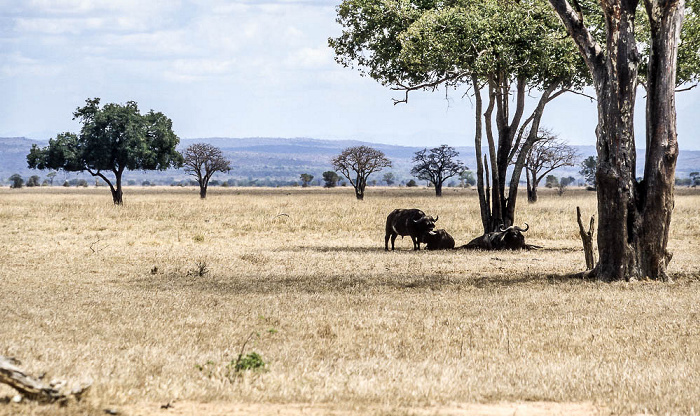 Mikumi Nationalpark Afrikanische Büffel (Kaffernbüffel, Syncerus caffer)
