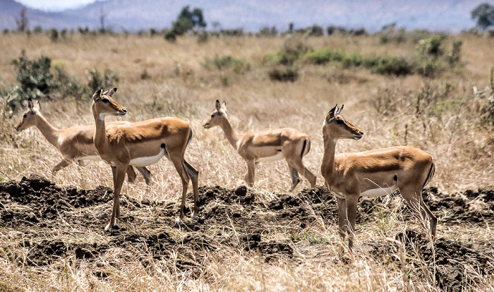 Impalas Mikumi Nationalpark