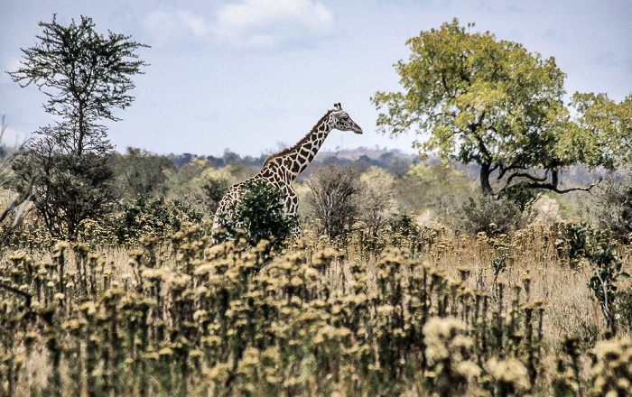 Mikumi Nationalpark Giraffe
