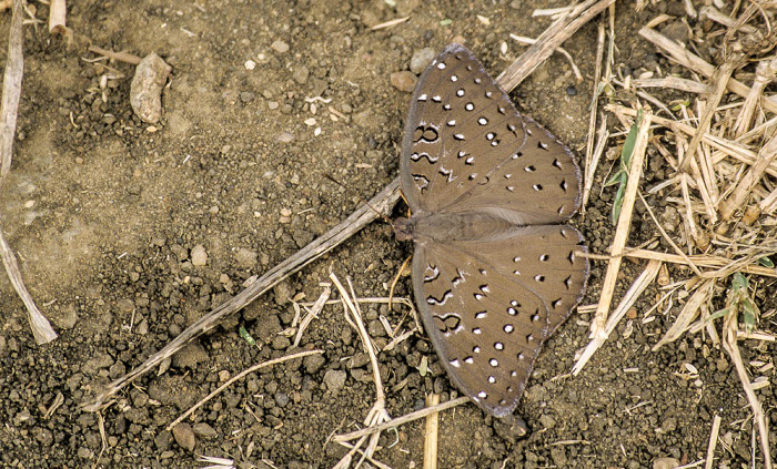 Mikumi Nationalpark Schmetterling
