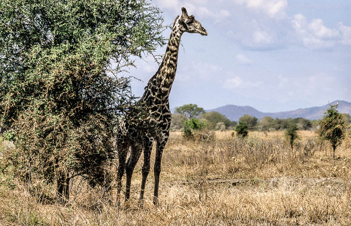 Giraffe Mikumi Nationalpark