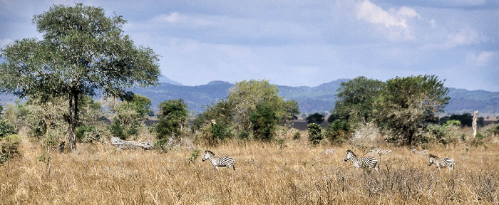 Zebras Mikumi Nationalpark