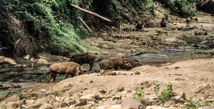 Matambwe Gate: Warzenschweine und Affen Selous Wildreservat