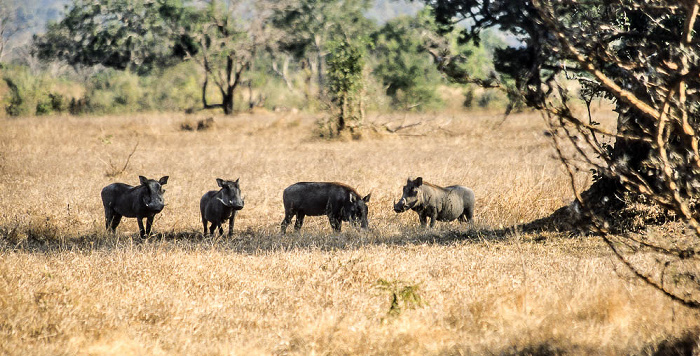 Selous Wildreservat Warzenschweine