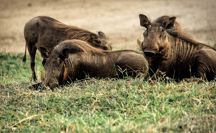Matambwe Gate: Warzenschweine Selous Wildreservat