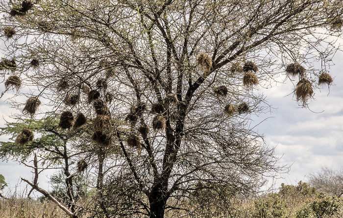 Selous Wildreservat Baum mit Webervögelnestern
