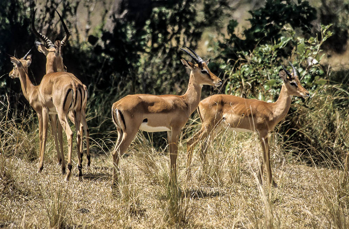 Selous Wildreservat Impalas